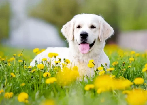 10 گیاه دارویی برای تقویت سیستم ایمنی حیوانات خانگی