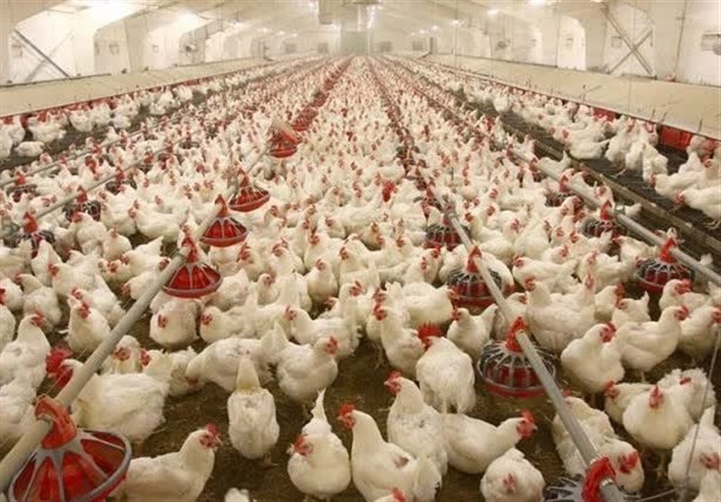 جوجهریزی رکورد زد جوجهریزی رکورد زد