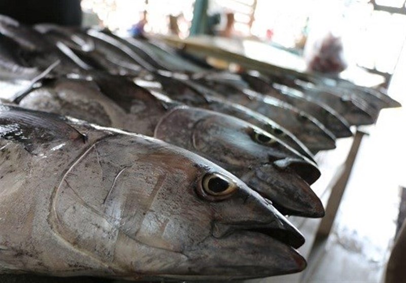 فعالیت 8 هزار شناور برای صید تونماهیان در کشور فعالیت 8 هزار شناور برای صید تونماهیان در کشور