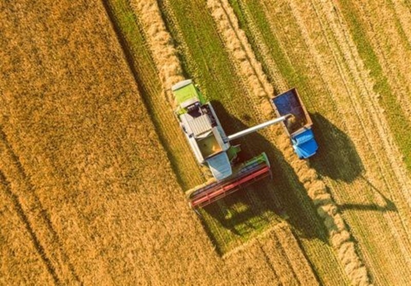 قیمت خرید تضمینی گندم بازنگری می شود؟ قیمت خرید تضمینی گندم بازنگری می شود؟