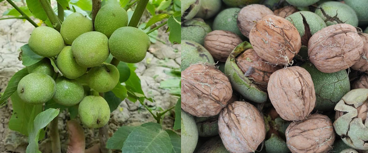 🚨 عجله کنید! فرصت محدود خرید نهال یارانهای گردو و بادام فقط ۳۵ هزار تومان چرا خرید نهال از نهالستان تخصصی (غرب نهال) اهمیت دارد؟