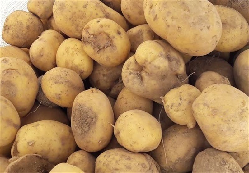 قیمت سیب زمینی کاهش یافت قیمت سیب زمینی کاهش یافت