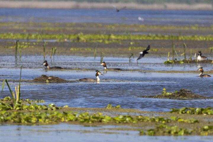 آغاز فصل جوجه آوری پرندگان آبزی در تالاب بین المللی انزلی آغاز فصل جوجه آوری پرندگان آبزی در تالاب بین المللی انزلی