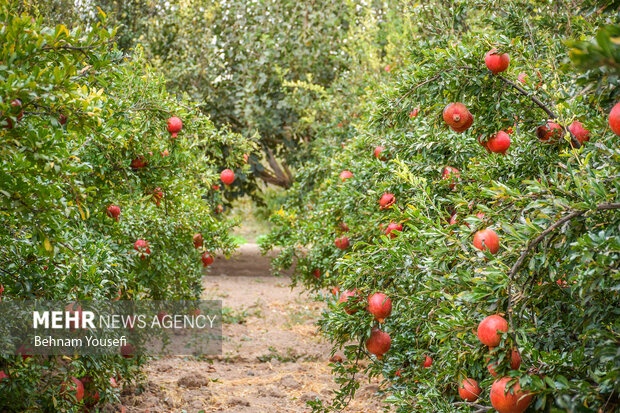 اجرای عملیات پایش و کنترل «کرم گلوگاه» در سطح باغات انار لرستان اجرای عملیات پایش و کنترل «کرم گلوگاه» در سطح باغات انار لرستان