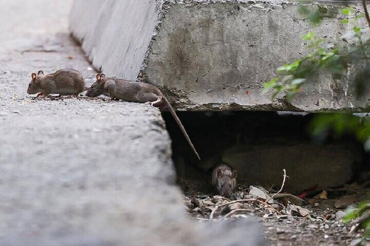 افزایش جمعیت موشها در تهران؛ راهکار محیط زیست چیست؟ افزایش جمعیت موشها در تهران؛ راهکار محیط زیست چیست؟