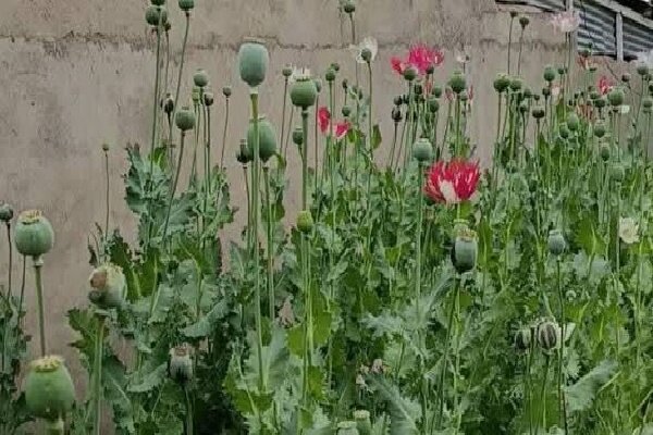 امحای ۱۲۰۰ بوته خشخاش در روستای چمن سوخته شهرستان بویراحمد امحای ۱۲۰۰ بوته خشخاش در روستای چمن سوخته شهرستان بویراحمد