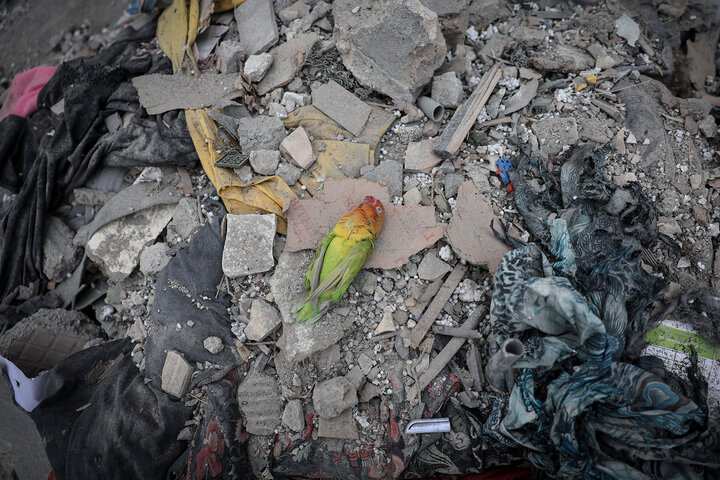 بانوی عکاس از ۴۰ روز بیم و امید گفت؛ قابهایی که در بهشت زهرا جاماند بانوی عکاس از ۴۰ روز بیم و امید گفت؛ قابهایی که در بهشت زهرا جاماند