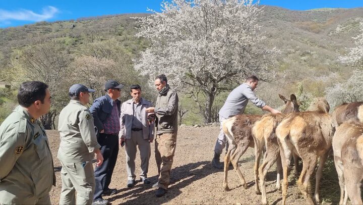 تثبیت ژنتیکی جمعیت مارال در آینالو با انتقال چهار رأس جدید تثبیت ژنتیکی جمعیت مارال در آینالو با انتقال چهار رأس جدید