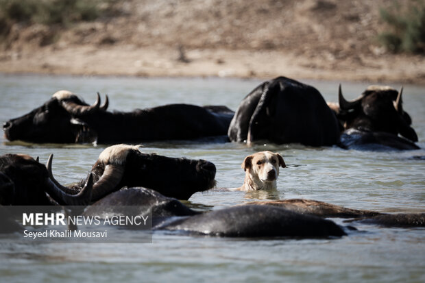 توسعه صنعت گاومیشداری در میانکاله نیازمند حمایت است توسعه صنعت گاومیشداری در میانکاله نیازمند حمایت است