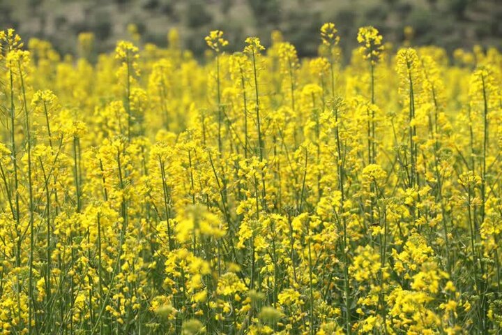 توسعه کشت کلزا در میامی با ۳۰۰هکتار؛ پیشبینی برداشت ۷۰۰تن دانه روغنی توسعه کشت کلزا در میامی با ۳۰۰هکتار؛ پیشبینی برداشت ۷۰۰تن دانه روغنی