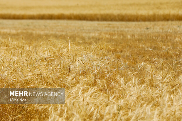 تولید ۱.۵ میلیون تن گندم مورد نیاز صنایع تولید ۱.۵ میلیون تن گندم مورد نیاز صنایع