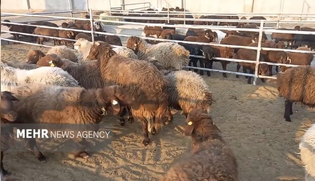 خروج دام مولد و پرواری از ایلام ممنوع شد خروج دام مولد و پرواری از ایلام ممنوع شد