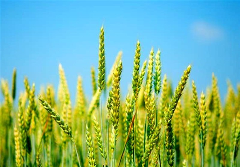 خرید تضمینی گندم از هفته آینده آغاز میشود خرید تضمینی گندم از هفته آینده آغاز میشود