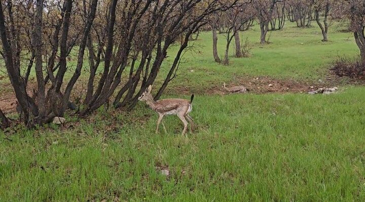 دزفولینژاد: شکار و قاچاق حیات وحش جرمی نابخشودنی است دزفولینژاد: شکار و قاچاق حیات وحش جرمی نابخشودنی است