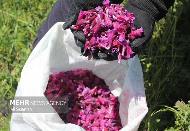دیمکاری گیاهان دارویی راهبردی برای حفظ آب و احیای مراتع است دیمکاری گیاهان دارویی راهبردی برای حفظ آب و احیای مراتع است