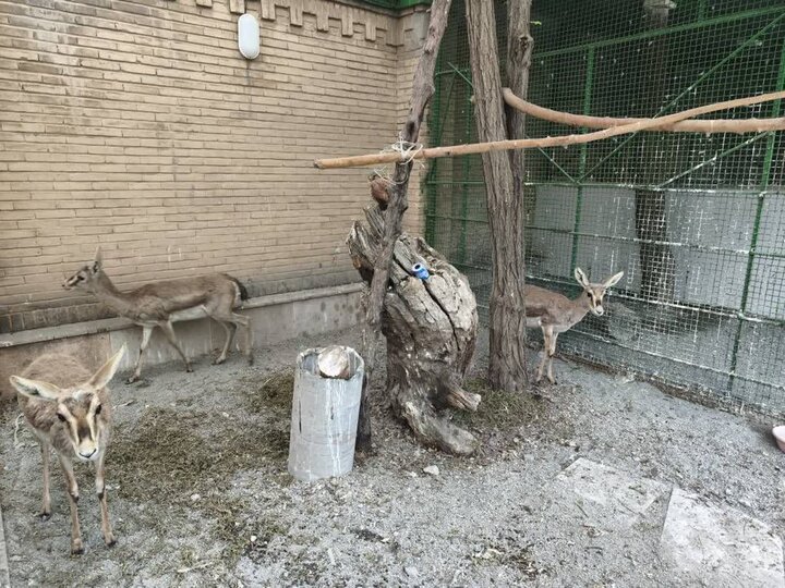 شیخویسی: کشف ۶ رأس آهو و ۳ قطعه فلامینگو در کرمانشاه شیخویسی: کشف ۶ رأس آهو و ۳ قطعه فلامینگو در کرمانشاه