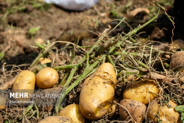 صادرات سیب زمینی مجاز شد صادرات سیب زمینی مجاز شد