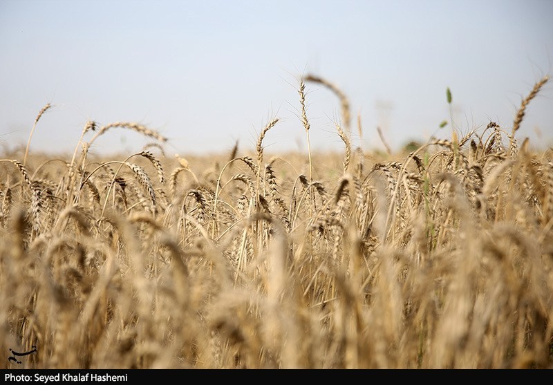 طرح اعتباری گندم برای کاهش فشار مالی گندمکاران اجرا شد طرح اعتباری گندم برای کاهش فشار مالی گندمکاران اجرا شد