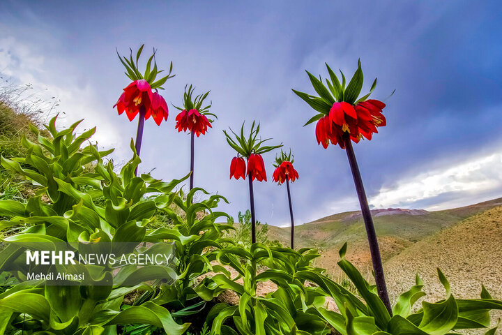لالههای واژگون زاگرس در خطر؛ طبیعت ایلام چشم به راه مهربانی است لالههای واژگون زاگرس در خطر؛ طبیعت ایلام چشم به راه مهربانی است