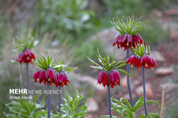 لالههای واژگون زاگرس در خطر؛ طبیعت ایلام چشم به راه مهربانی است لالههای واژگون زاگرس در خطر؛ طبیعت ایلام چشم به راه مهربانی است