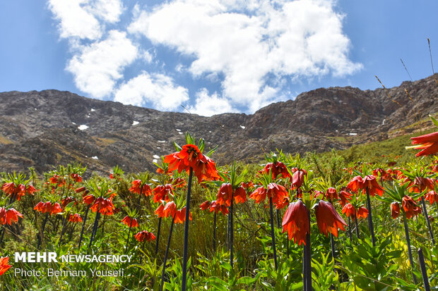 لالههای واژگون زاگرس در خطر؛ طبیعت ایلام چشم به راه مهربانی است لالههای واژگون زاگرس در خطر؛ طبیعت ایلام چشم به راه مهربانی است