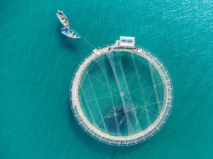 نسل ششم ماهی آزاد دریای خزر گامی بلند برای حفاظت از اکوسیستم است نسل ششم ماهی آزاد دریای خزر گامی بلند برای حفاظت از اکوسیستم است