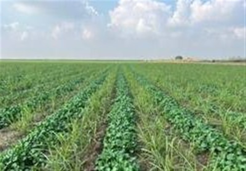 ورود 15 رقم بذر جدید به کشاورزی کشور تا پایان سال ورود 15 رقم بذر جدید به کشاورزی کشور تا پایان سال