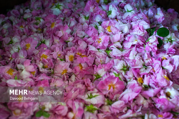 پیش بینی برداشت ۱۲ تن گل محمدی از مزارع شهرستان بردسکن پیش بینی برداشت ۱۲ تن گل محمدی از مزارع شهرستان بردسکن
