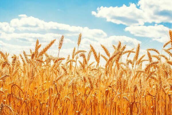 پیشبینی تولید ۵۰ هزار تن گندم در مراغه پیشبینی تولید ۵۰ هزار تن گندم در مراغه