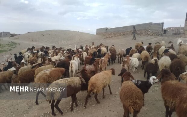 چرای زودهنگام در مراتع سمنان ممنوع؛ مجازات متخلفان با ابطال پروانه چرای زودهنگام در مراتع سمنان ممنوع؛ مجازات متخلفان با ابطال پروانه