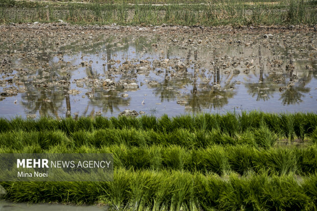 کریمی: کشاورزان کرمانشاهی، کشتهای ممنوعه را امحاء کنند کریمی: کشاورزان کرمانشاهی، کشتهای ممنوعه را امحاء کنند