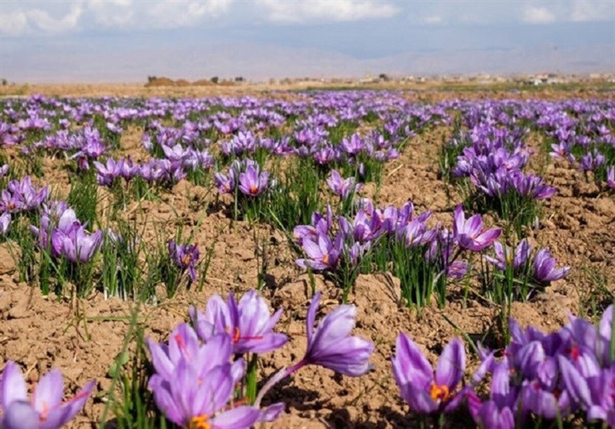 رکورد تازه در بورس کالا / ۱۴۵ میلیارد تومان زعفران معامله شد رکورد تازه در بورس کالا / ۱۴۵ میلیارد تومان زعفران معامله شد