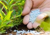 شوک جنگ علیه ایران بر زنجیره کود؛ زنگ خطر برای امنیت غذایی جهانی