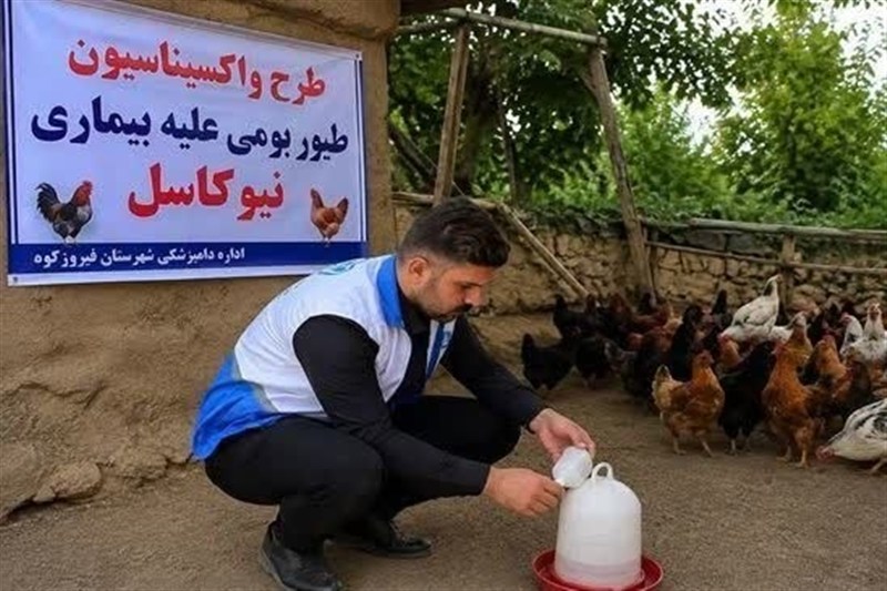 طیور بومی استان تهران علیه نیوکاسل رایگان واکسینه شدند طیور بومی استان تهران علیه نیوکاسل رایگان واکسینه شدند