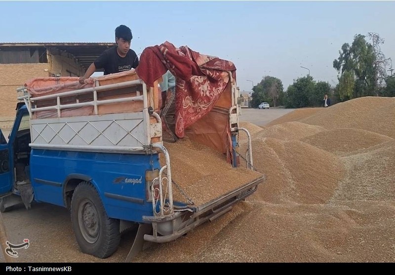 ورود دلالان با پول نقد به بازار گندم با قیمت 38 تا 44 هزار تومان ورود دلالان با پول نقد به بازار گندم با قیمت 38 تا 44 هزار تومان