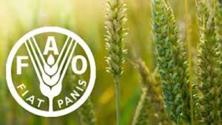 شاخص قیمت جهانی مواد غذایی در مسیر صعود؛ شکر پیشتاز گرانی شاخص قیمت جهانی مواد غذایی در مسیر صعود؛ شکر پیشتاز گرانی