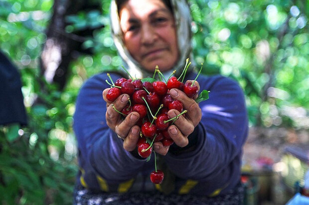 صادرات جهانی گیلاس به ۵.۸۵میلیارد دلار رسید؛ ایران در جایگاه ۳۲ صادراتی صادرات جهانی گیلاس به ۵.۸۵میلیارد دلار رسید؛ ایران در جایگاه ۳۲ صادراتی