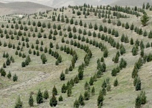 آغاز پویش ملی نهال‌کاری برای تحقق طرح کاشت یک میلیارد درخت