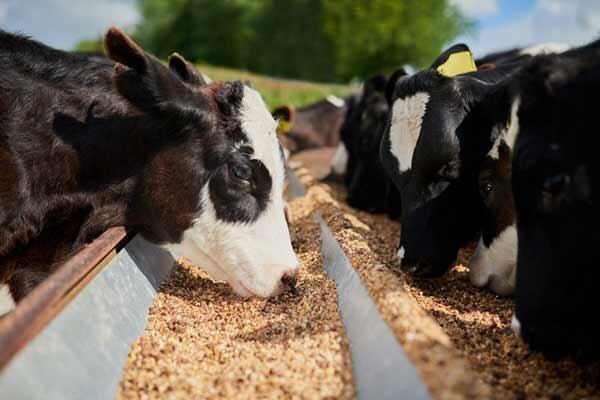 صنعت خوراک زیر فشار کاهش تقاضا و بحران نقدینگی صنعت خوراک زیر فشار کاهش تقاضا و بحران نقدینگی